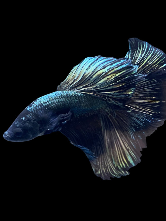 Male Halfmoon - Copper #2277 - Live Betta Fish