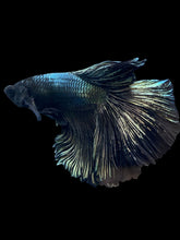 Load image into Gallery viewer, Male Halfmoon - Copper #2277 - Live Betta Fish
