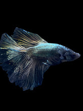 Load image into Gallery viewer, Male Halfmoon - Copper #2277 - Live Betta Fish
