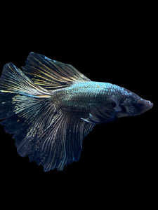 Male Halfmoon - Copper #2277 - Live Betta Fish
