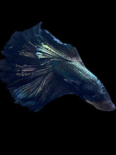 Load image into Gallery viewer, Male Halfmoon - Copper #2277 - Live Betta Fish
