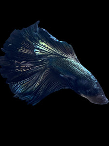 Male Halfmoon - Copper #2277 - Live Betta Fish