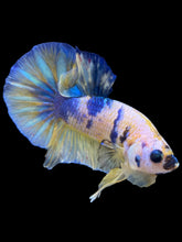 Load image into Gallery viewer, Male Halfmoon Plakat - Candy #2278 - Live Betta Fish
