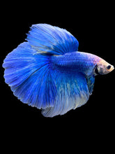 Load image into Gallery viewer, Male Halfmoon - Blue Sky #2278 - Live Betta Fish

