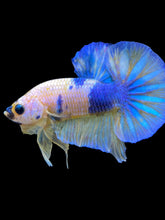Load image into Gallery viewer, Male Halfmoon Plakat - Candy #2278 - Live Betta Fish
