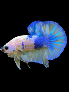 Male Halfmoon Plakat - Candy #2278 - Live Betta Fish