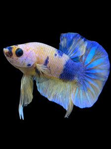 Male Halfmoon Plakat - Candy #2278 - Live Betta Fish