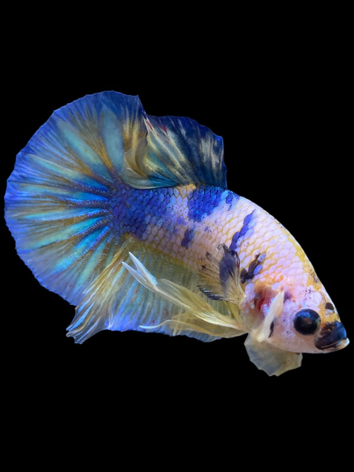 Male Halfmoon Plakat - Candy #2278 - Live Betta Fish