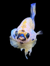 Load image into Gallery viewer, Male Halfmoon Plakat - Candy #2278 - Live Betta Fish
