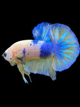 Load image into Gallery viewer, Male Halfmoon Plakat - Candy #2278 - Live Betta Fish
