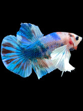 Load image into Gallery viewer, Male Halfmoon Plakat - Candy Dumbo #2279 - Live Betta Fish

