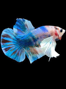 Male Halfmoon Plakat - Candy Dumbo #2279 - Live Betta Fish