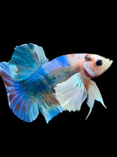 Load image into Gallery viewer, Male Halfmoon Plakat - Candy Dumbo #2279 - Live Betta Fish
