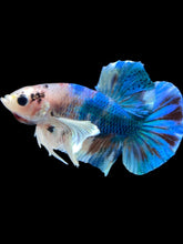 Load image into Gallery viewer, Male Halfmoon Plakat - Candy Dumbo #2279 - Live Betta Fish
