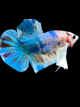 Load image into Gallery viewer, Male Halfmoon Plakat - Candy Dumbo #2279 - Live Betta Fish
