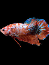 Load image into Gallery viewer, GIANT Male Halfmoon Plakat - Galaxy #2280 - Live Betta Fish
