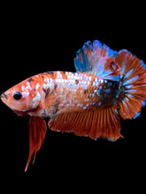 Load image into Gallery viewer, GIANT Male Halfmoon Plakat - Galaxy #2280 - Live Betta Fish

