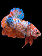 Load image into Gallery viewer, GIANT Male Halfmoon Plakat - Galaxy #2280 - Live Betta Fish
