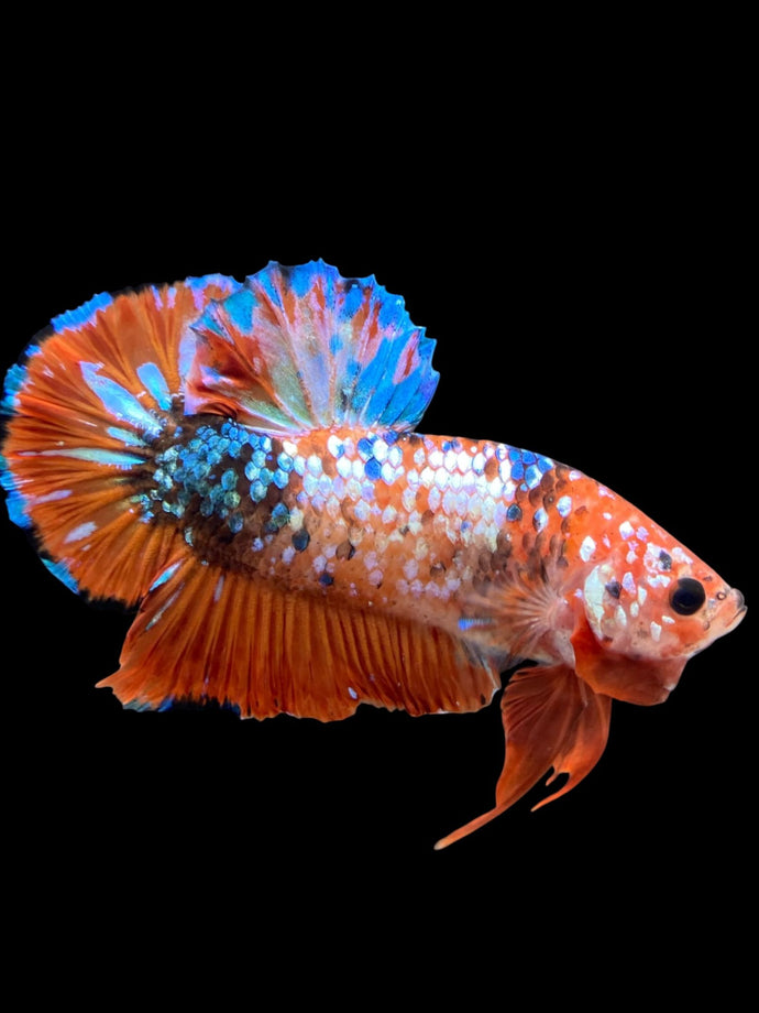 GIANT Male Halfmoon Plakat - Galaxy #2280 - Live Betta Fish