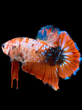 Load image into Gallery viewer, GIANT Male Halfmoon Plakat - Galaxy #2280 - Live Betta Fish
