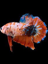 Load image into Gallery viewer, GIANT Male Halfmoon Plakat - Galaxy #2280 - Live Betta Fish
