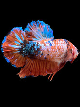 Load image into Gallery viewer, GIANT Male Halfmoon Plakat - Galaxy #2280 - Live Betta Fish

