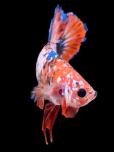 Load image into Gallery viewer, GIANT Male Halfmoon Plakat - Galaxy #2280 - Live Betta Fish

