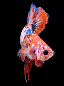 GIANT Male Halfmoon Plakat - Galaxy #2280 - Live Betta Fish