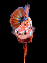 Load image into Gallery viewer, GIANT Male Halfmoon Plakat - Galaxy #2280 - Live Betta Fish
