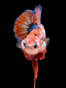 GIANT Male Halfmoon Plakat - Galaxy #2280 - Live Betta Fish