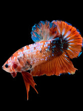 Load image into Gallery viewer, GIANT Male Halfmoon Plakat - Galaxy #2280 - Live Betta Fish
