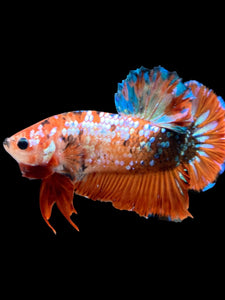 GIANT Male Halfmoon Plakat - Galaxy #2280 - Live Betta Fish