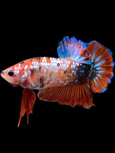 Load image into Gallery viewer, GIANT Male Halfmoon Plakat - Galaxy #2280 - Live Betta Fish
