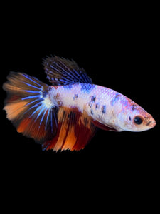 TOP GRADE Female Halfmoon - Galaxy #2281 - Live Betta Fish