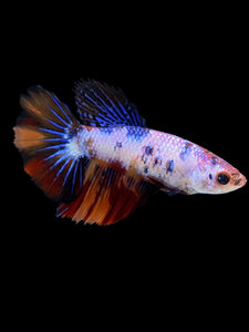 TOP GRADE Female Halfmoon - Galaxy #2281 - Live Betta Fish