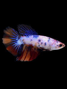 TOP GRADE Female Halfmoon - Galaxy #2281 - Live Betta Fish