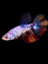 Load image into Gallery viewer, TOP GRADE Female Halfmoon - Galaxy #2281 - Live Betta Fish
