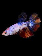 Load image into Gallery viewer, TOP GRADE Female Halfmoon - Galaxy #2281 - Live Betta Fish
