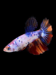 TOP GRADE Female Halfmoon - Galaxy #2281 - Live Betta Fish