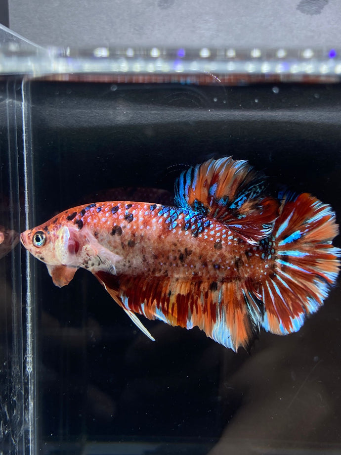 GIANT Male Halfmoon Plakat - Galaxy #2282 - Live Betta Fish