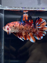 Load image into Gallery viewer, GIANT Male Halfmoon Plakat - Galaxy #2282 - Live Betta Fish
