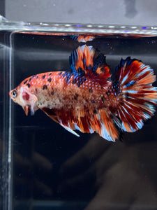 GIANT Male Halfmoon Plakat - Galaxy #2282 - Live Betta Fish