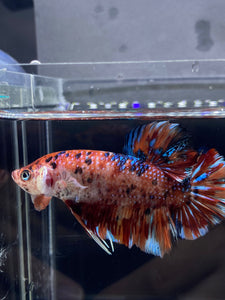 GIANT Male Halfmoon Plakat - Galaxy #2282 - Live Betta Fish