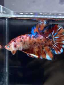 GIANT Male Halfmoon Plakat - Galaxy #2282 - Live Betta Fish