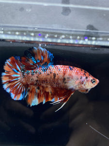 GIANT Male Halfmoon Plakat - Galaxy #2282 - Live Betta Fish