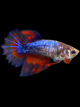 Load image into Gallery viewer, TOP GRADE Female Rosetail - Two Tone #2282 - Live Betta Fish

