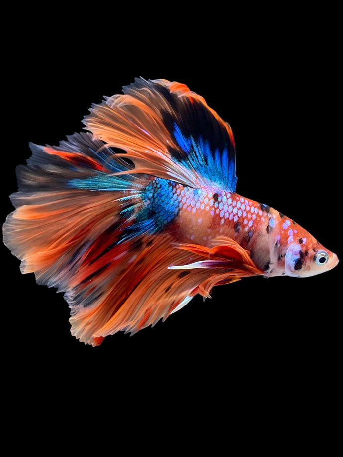 Male Halfmoon - Galaxy #2284 - Live Betta Fish