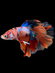Male Halfmoon - Galaxy #2284 - Live Betta Fish