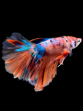 Load image into Gallery viewer, Male Halfmoon - Galaxy #2284 - Live Betta Fish
