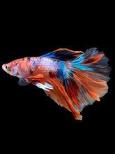 Load image into Gallery viewer, Male Halfmoon - Galaxy #2284 - Live Betta Fish

